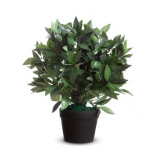 Pianta ornamentale LAURO H50cm