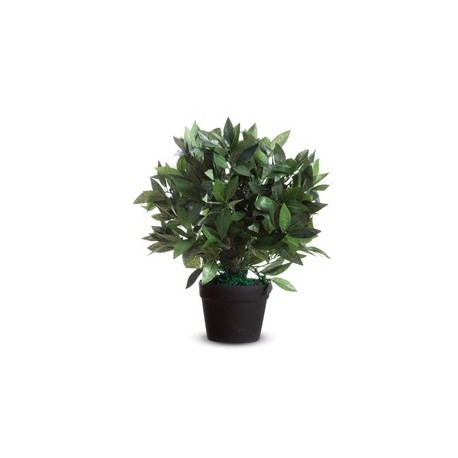 Pianta ornamentale LAURO H50cm