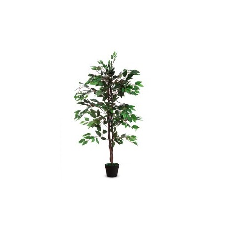 Pianta ornamentale FICUS H120cm