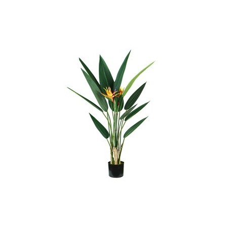 Pianta ornamentale Sterlizia 12 foglie e 2 fiori