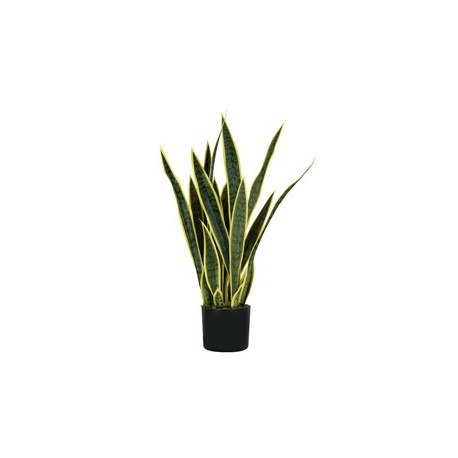 Pianta ornamentale Sansevieria 21 foglie