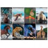 Maxiquaderno A4 20fg+1 80gr rigo di 3a Animal 2022 Blasetti