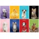 Maxiquaderno A4 20fg+1 80gr 4mm Pet Color 2022 Blasetti